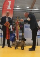 Lovey Best terrier Sundsvall